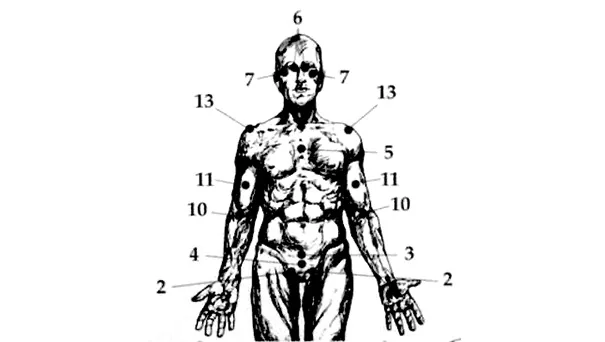 Anatomical diagram of human body with numbered reference points indicating various anatomical regions and systems